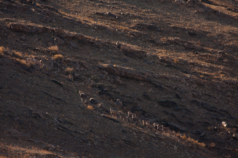 Argali Herd